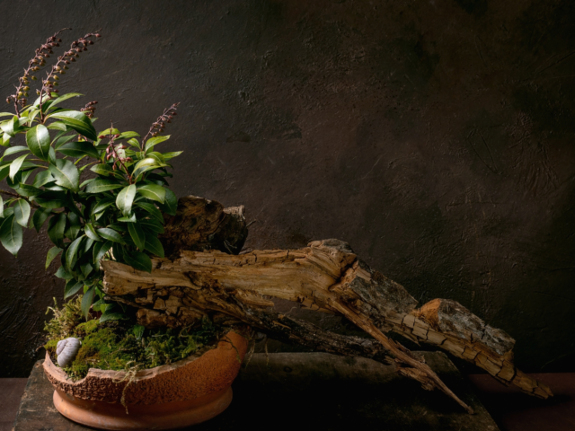 Ikebana: Hái một nhành hoa, thấy một Pháp giới